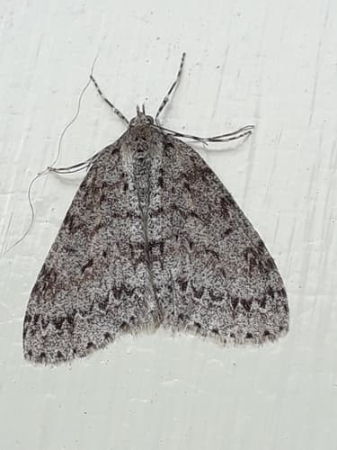 Pseudocoremia fenerata