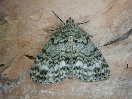 Indistinct Pseudocoremia Moth