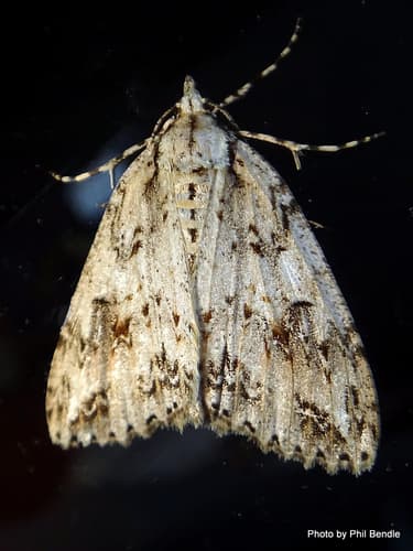 Rudisata Looper Moth