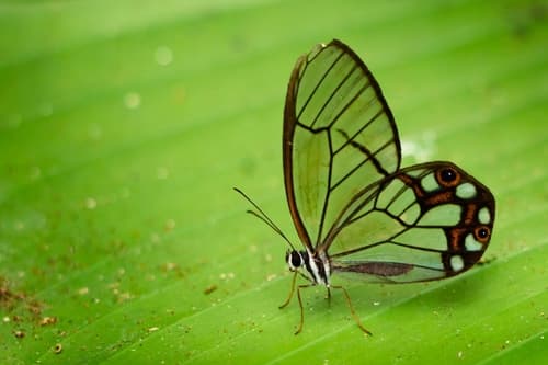 Hypaesia Glasswing