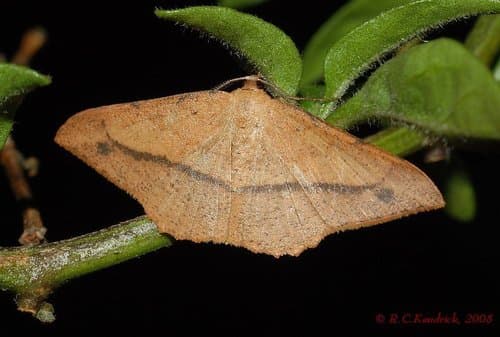 Pseudonadagara semicolor