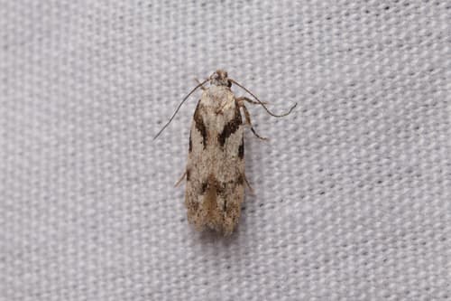 Pseudotelphusa quercinigracella