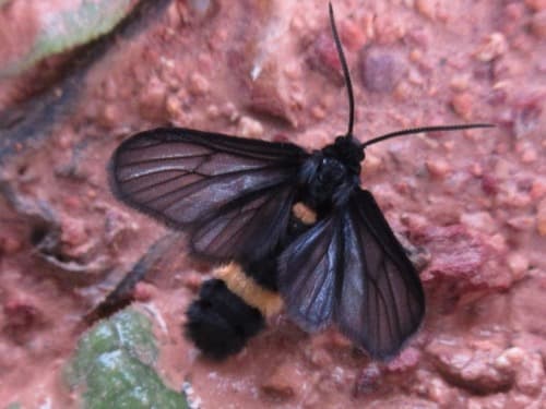 Psichotoe duvaucelii