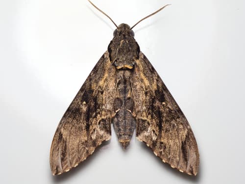 Grey Streaked Hawkmoth