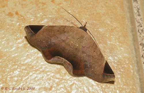 Psimada quadripennis