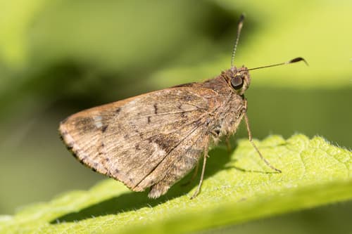 Stacara Skipper