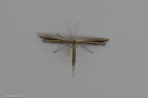 Pterophorus innotatalis
