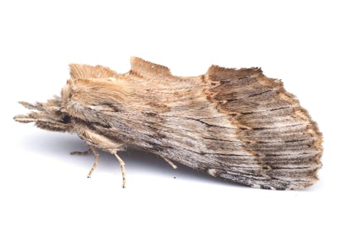 Giant Prominent