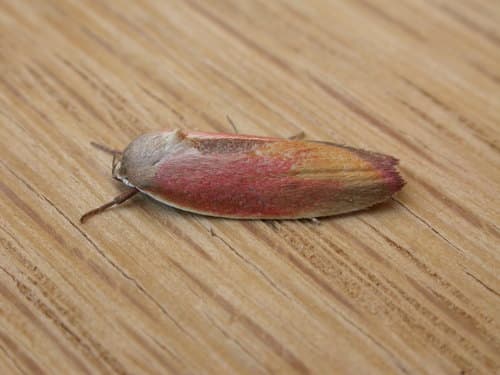 Ptyoptila matutinella