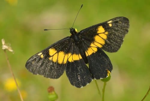 Pure-banded Dartwhite