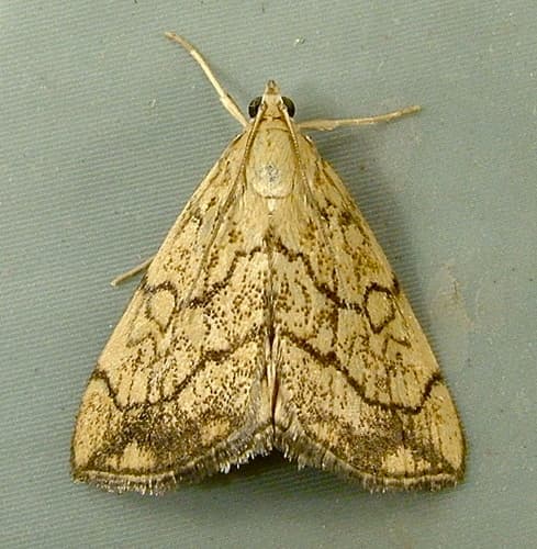 Purple-backed Cabbageworm Moth