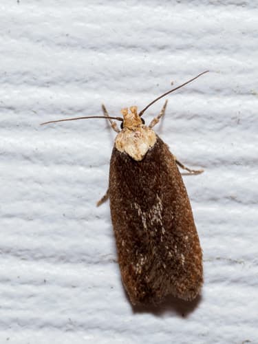 Purple Carrot-seed Moth