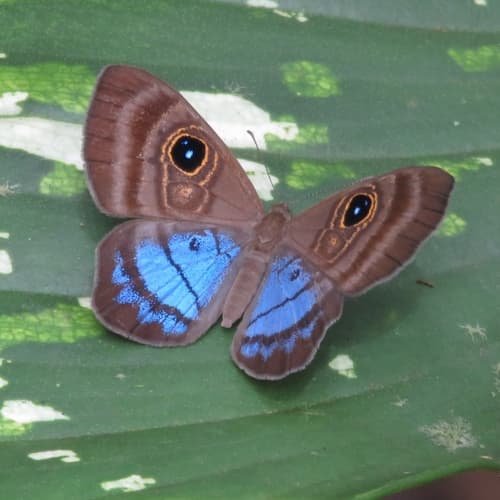 Purple-washed Eyed-Metalmark