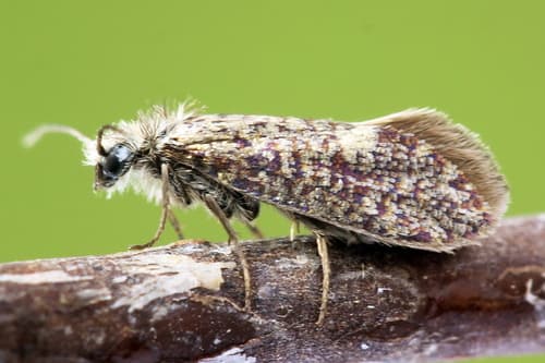 Purplish Birch-miner Moth