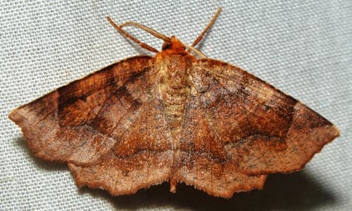 Purplish Metarranthis Moth