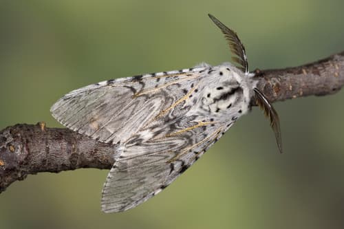 Puss Moth