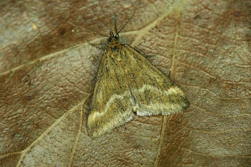 Copper-backed Pyrausta