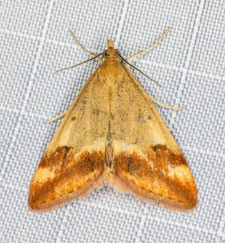 Orange-banded Pyrausta