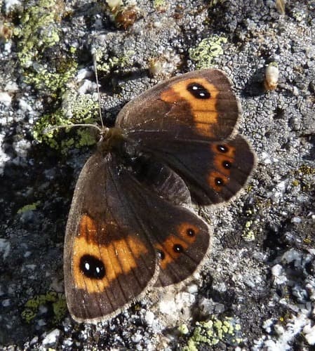 Pyrenean Brassy Ringlet