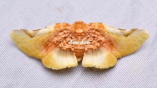 Pyrinioides sinuosus