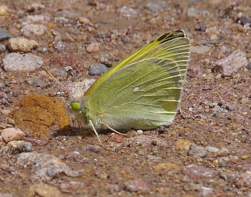 Queen Alexandra’s Sulphur