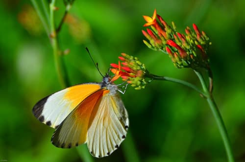 Rüppell's Dotted Border