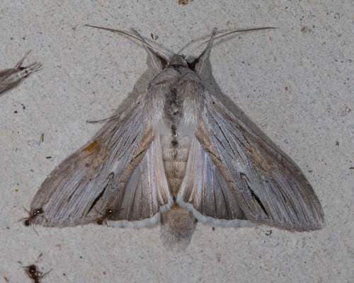 Rabbitbush Hooded Owlet