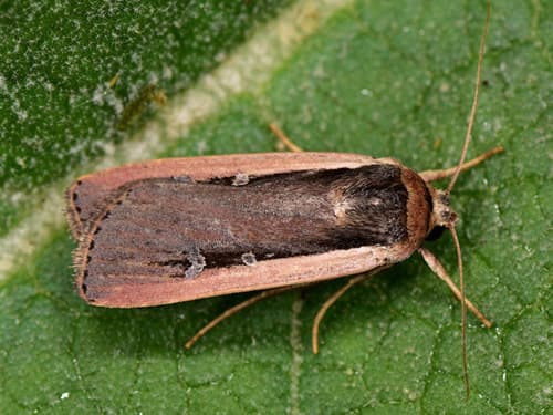 Radford's Flame Shoulder Moth