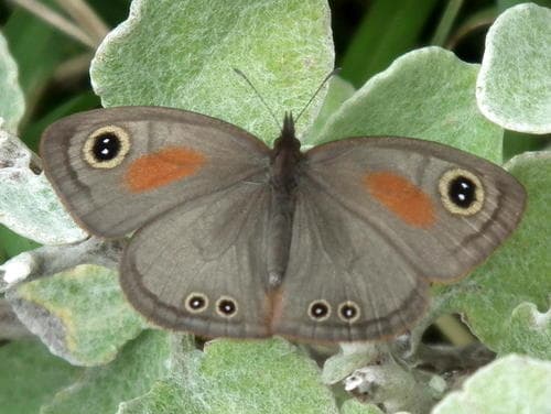 Rainforest Dancing Brown