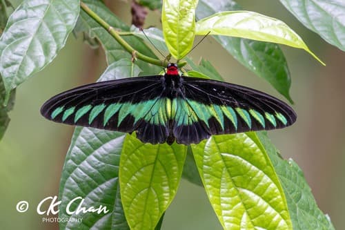 Rajah Brooke's Birdwing
