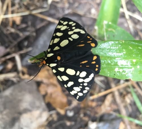 Ranchman's Tiger Moth