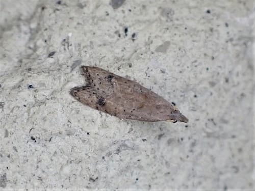 Raspberry Bud Moth
