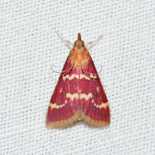 Raspberry Pyrausta Moth