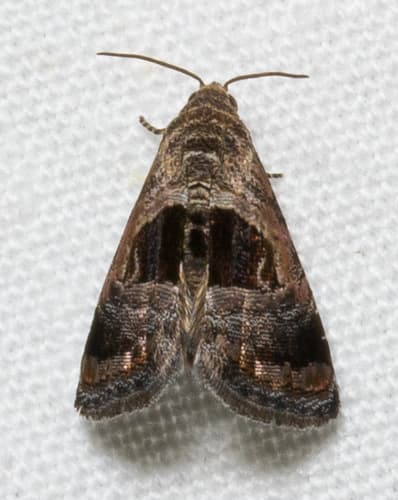 Rectangular Tripudia Moth