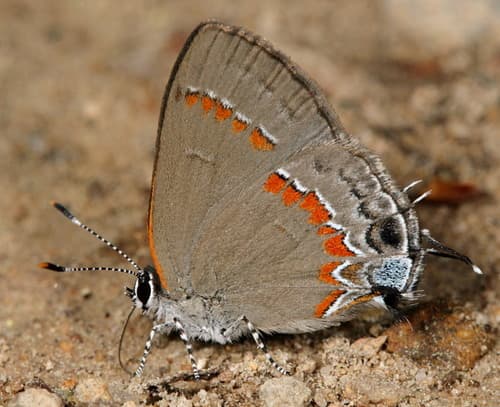 Red-banded Hairstreak