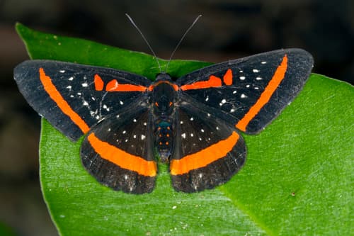 Red-barred Amarynthis