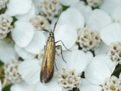 Red clover casebearer moth