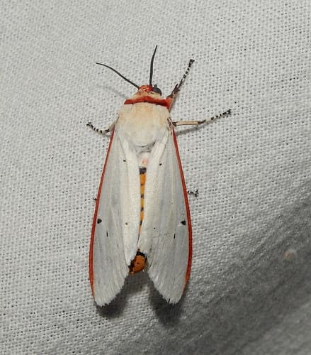 Red Costate Tiger Moth