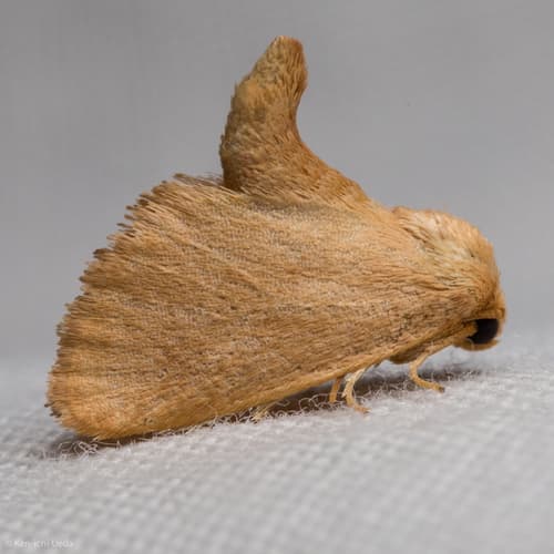 Red-crossed Button Slug Moth
