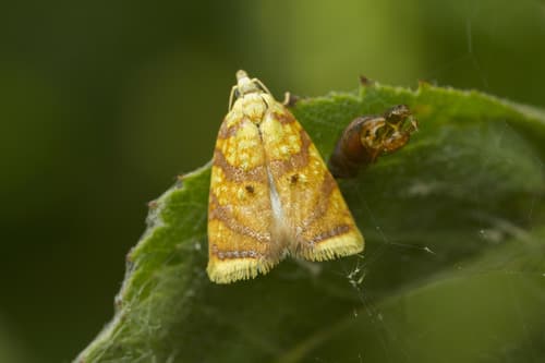 Red-edged Acleris Moth