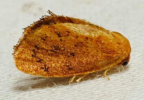 Red-eyed Button Slug Moth