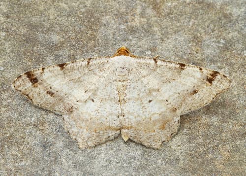 Red-headed Inchworm Moth