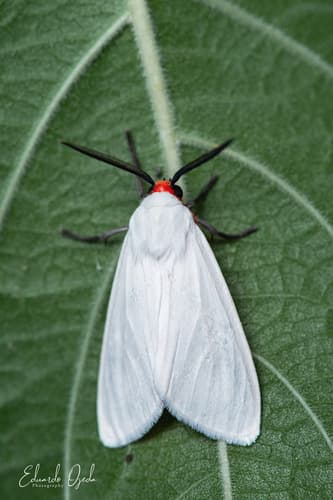 Red-headed Pygarctia Moth