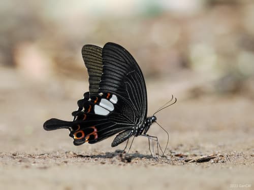 Red Helen Swallowtail