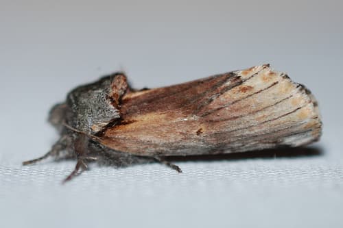 Red-humped Caterpillar Moth