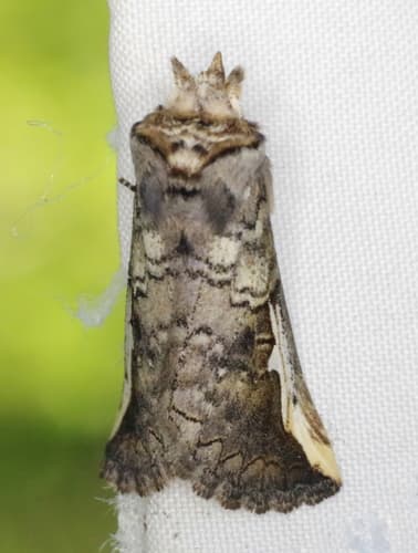 Red-humped Oakworm Moth