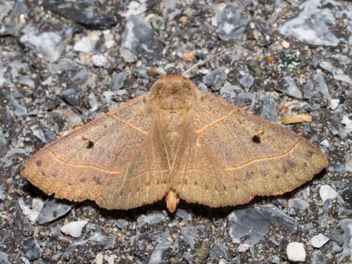 Red-lined Panopoda Moth