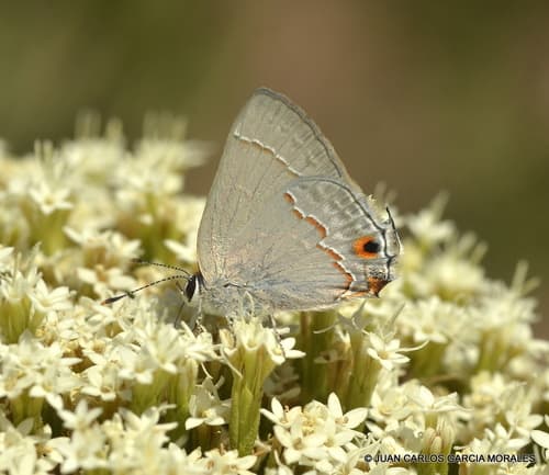 Red-lined Scrub-Hairstreak