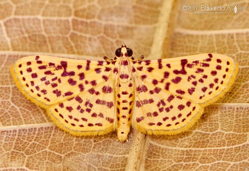 Red-Spotted Sweetpotato Moth
