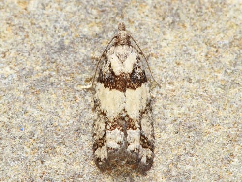 Red-striped Needleworm Moth